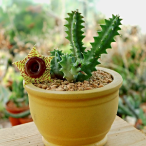 ceramic-pots
