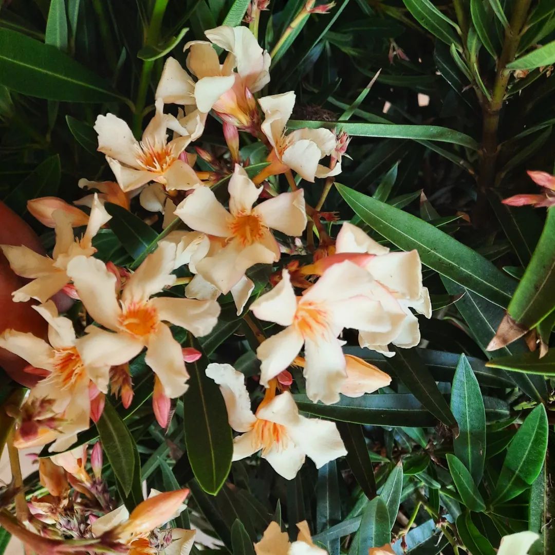 Image Slider